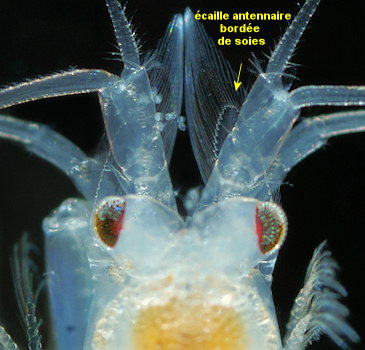 Heteromysis microps