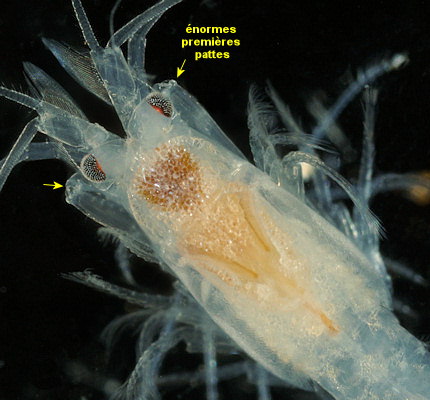 Heteromysis microps