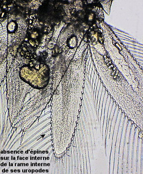 Heteromysis microps