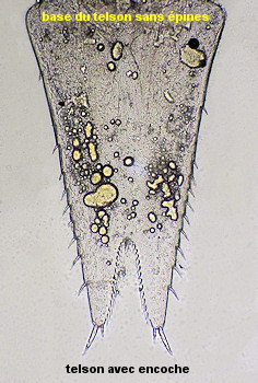 Heteromysis microps