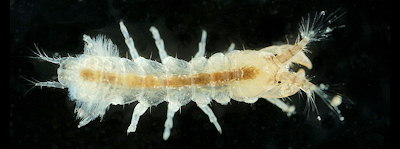 Parasinelobus chevreuxi