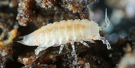 Trichoniscoides saeroeensis