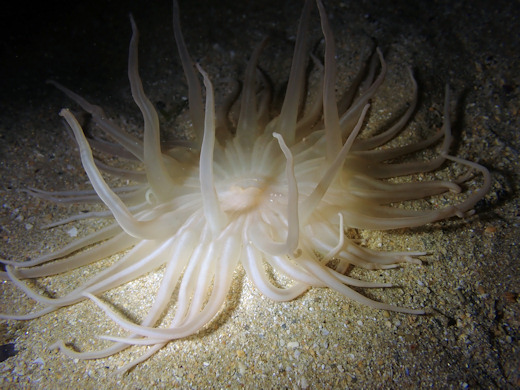 Andresia partenopea