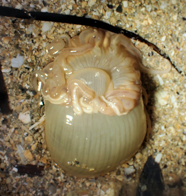 Andresia partenopea