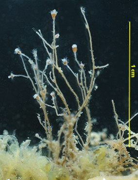 Eudendrium