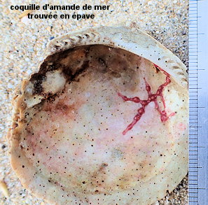 Sarcodictyon catenatum (probable)