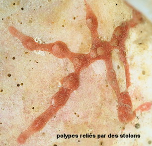 Sarcodictyon catenatum (probable)