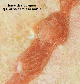 Sarcodictyon catenatum (probable)