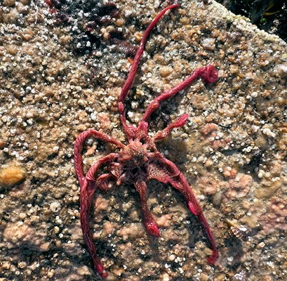 Antedon bifida