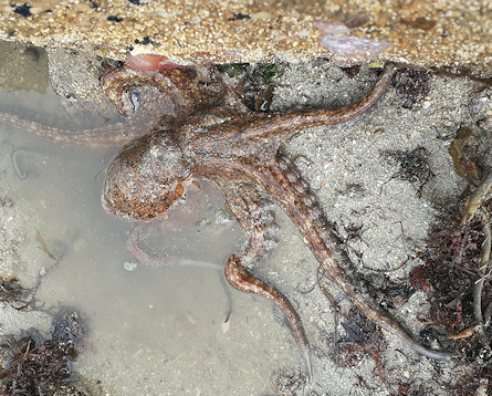 Octopus vulgaris