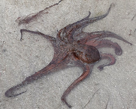 Octopus vulgaris