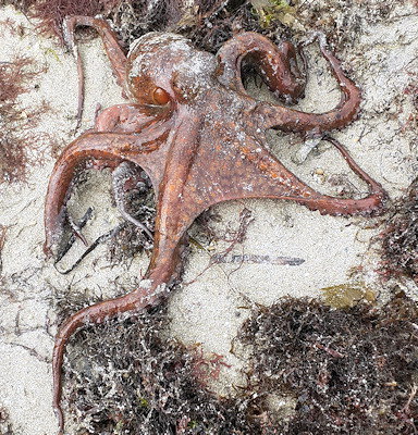 Octopus vulgaris