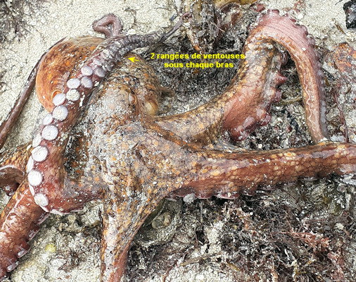 Octopus vulgaris