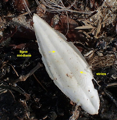 Rhombosepion elegans