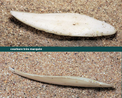Rhombosepion elegans