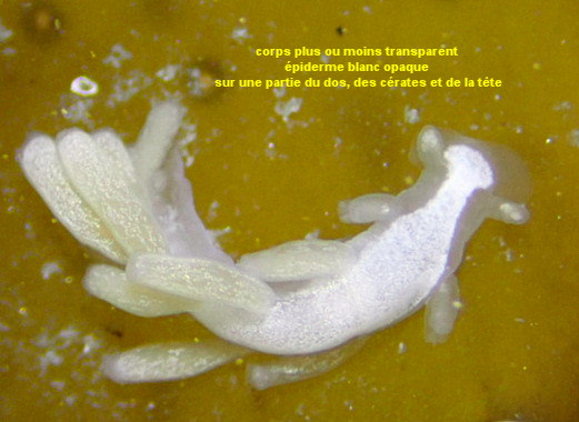Embletonia pulchra
