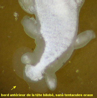 Embletonia pulchra
