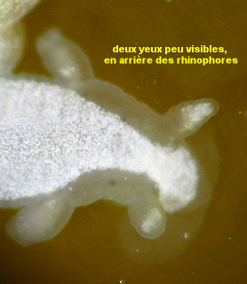 Embletonia pulchra