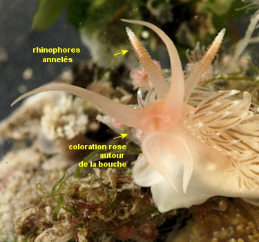 Facelina bostoniensis