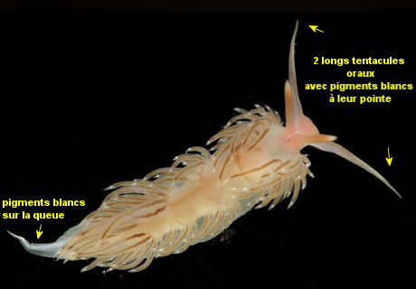 Facelina bostoniensis