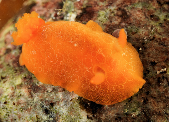 Gargamella rosi