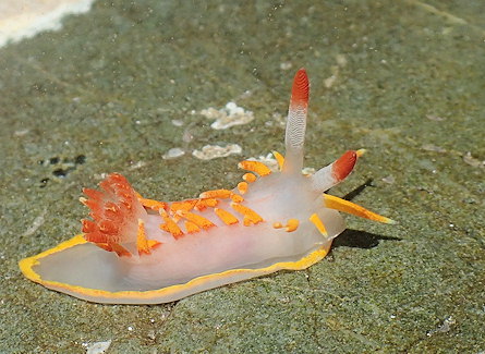 Okenia elegans