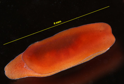 Runcina ferruginea