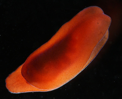 Runcina ferruginea