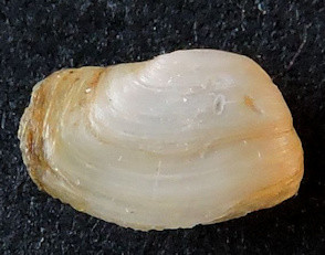 Sphenia binghami