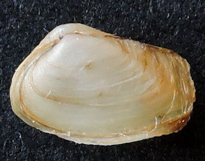 Sphenia binghami