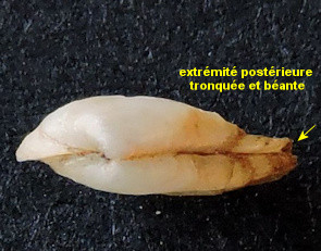 Sphenia binghami