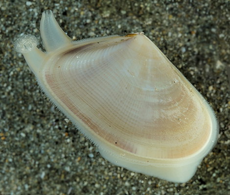 Donax vittatus