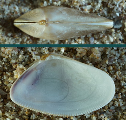 Donax vittatus