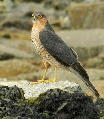 Accipiter nisus