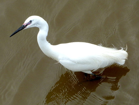 Egretta garzetta