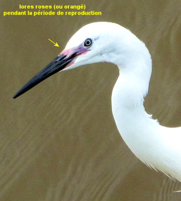 Egretta garzetta