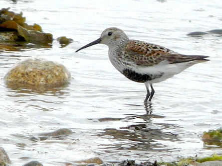 Calidris alpina