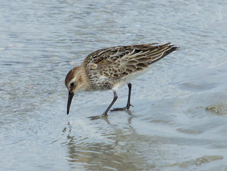 Calidris alpina