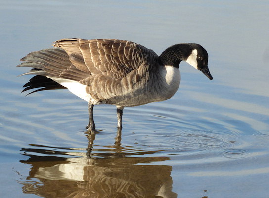 Branta canadensis