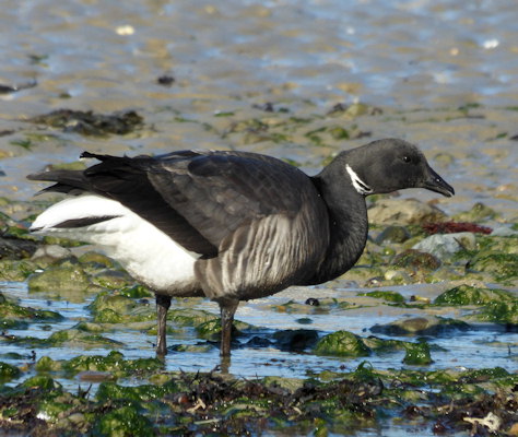 Branta bernicla