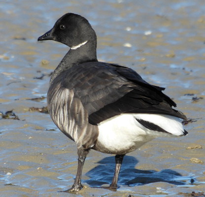 Branta bernicla