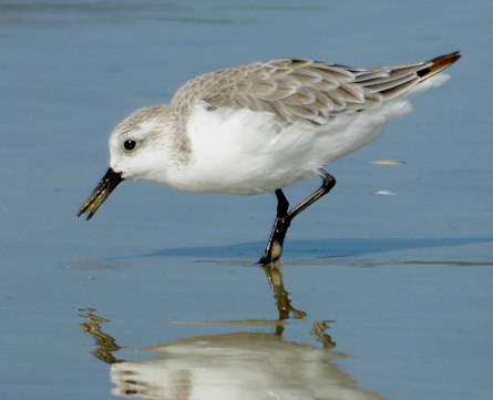 Calidris alba