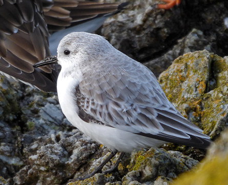 Calidris alba