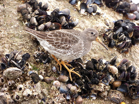 Calidris maritima