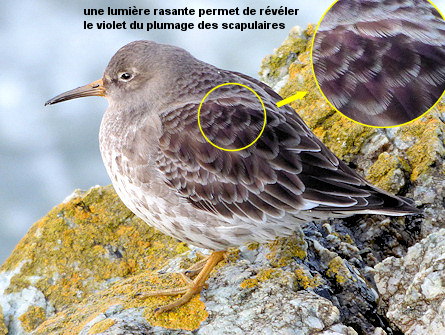 Calidris maritima