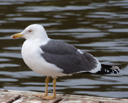 Larus fuscus