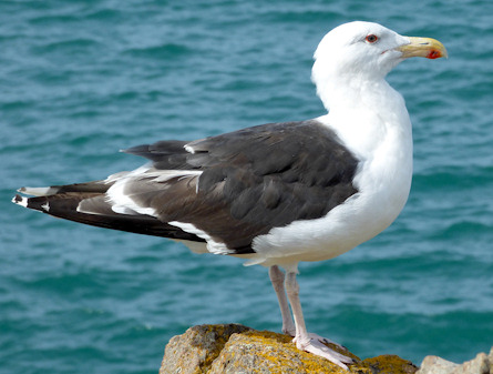 Larus marinus