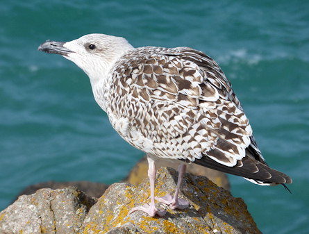 Larus marinus