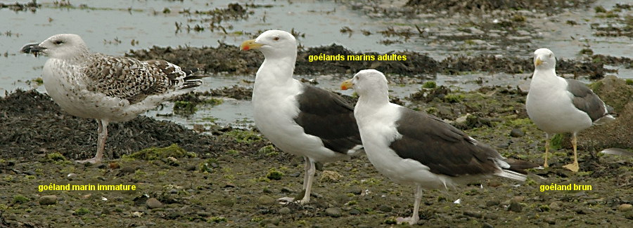 Larus marinus