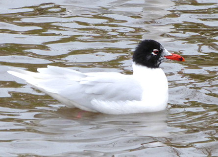 Ichthyaetus melanocephalus